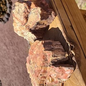 2 pieces of AZ rainbow petrified wood specimens